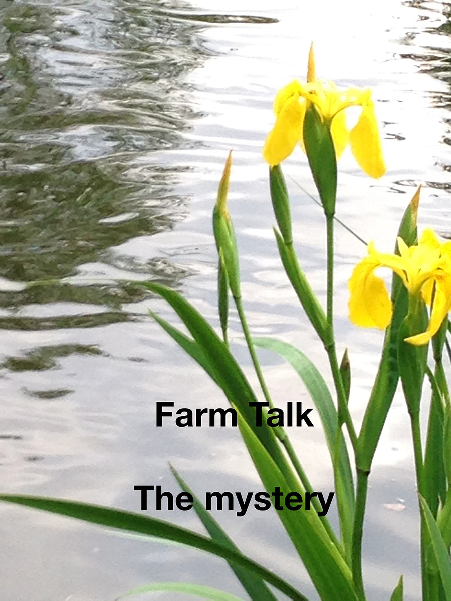 The Mystery: Spring Hills Farm Morning Talk Audio