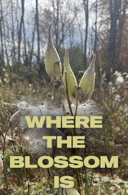 Where the Blossom is